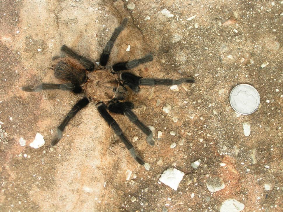 Free Image of Tarantula 