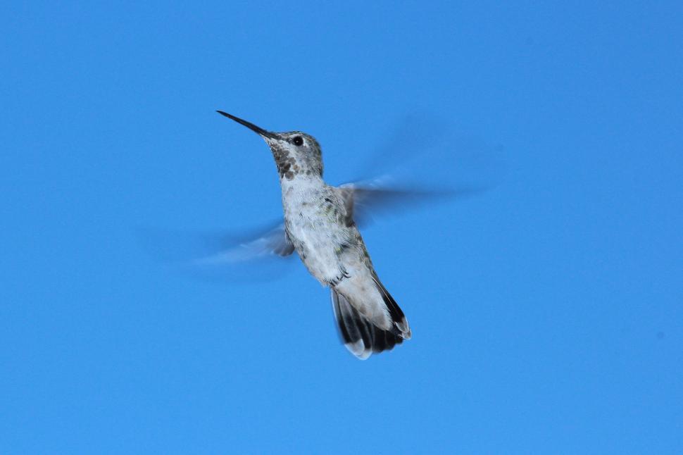 Free Image of Hummer Flying 