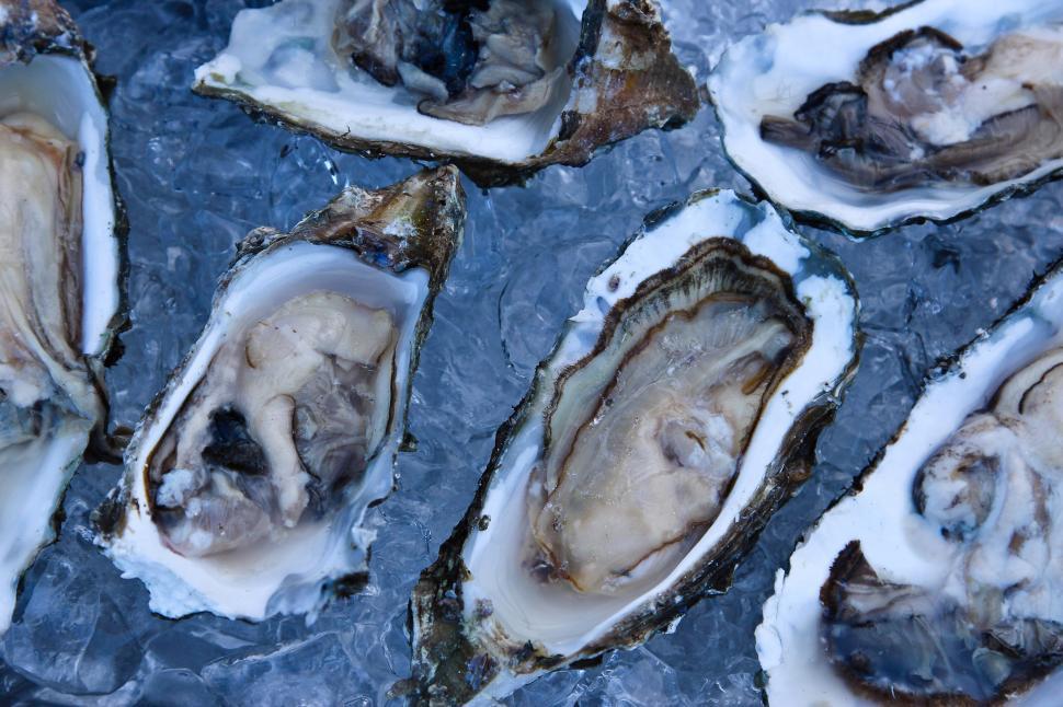 Free Image of Mussels on Ice 