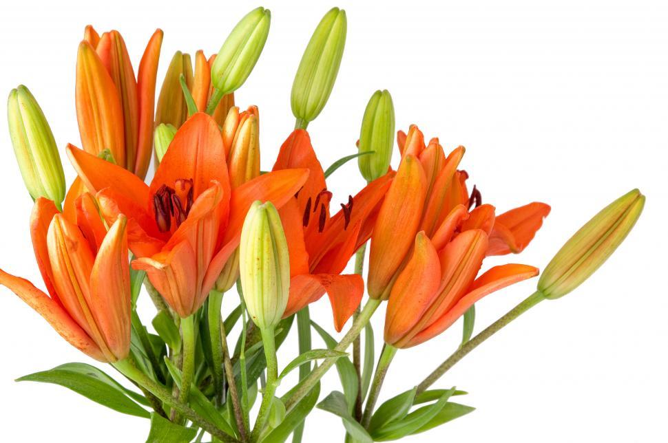 Free Image of Lillies 