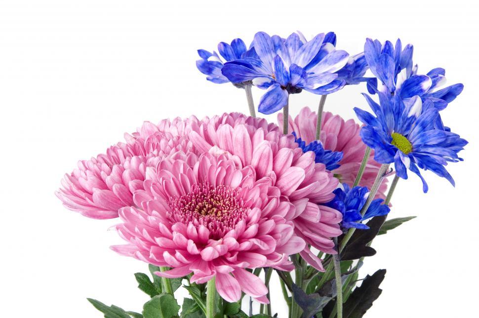 Free Image of Garden Flowers 