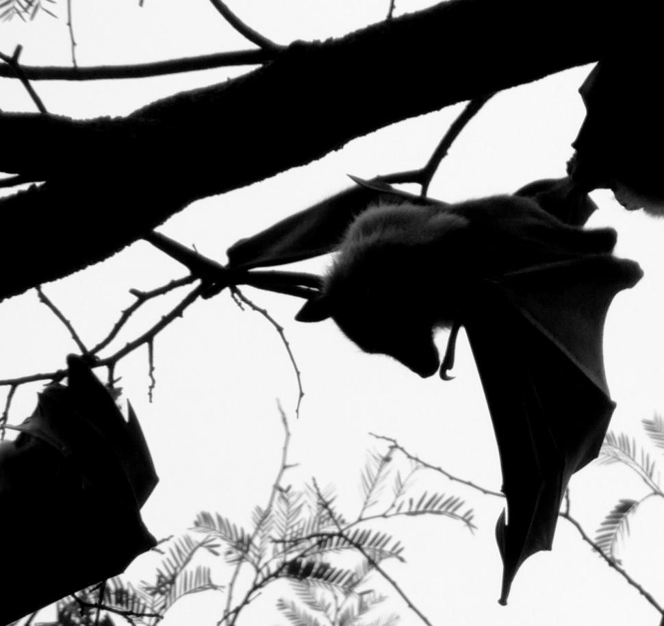Free Image of Bat Silhouette 