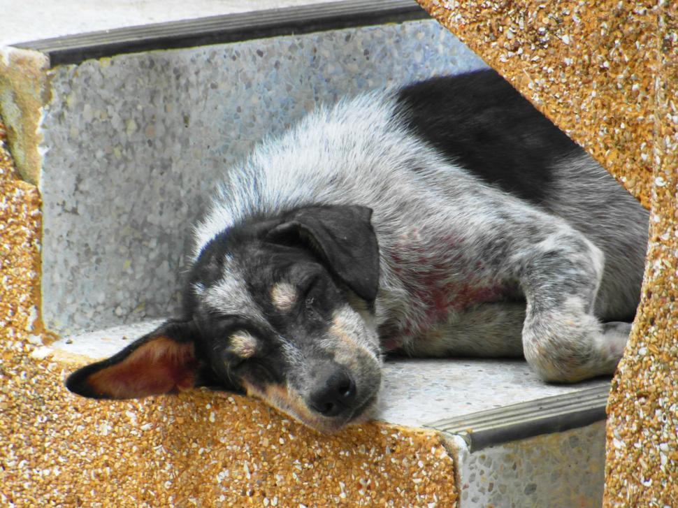 Free Image of Sleeping Dog 