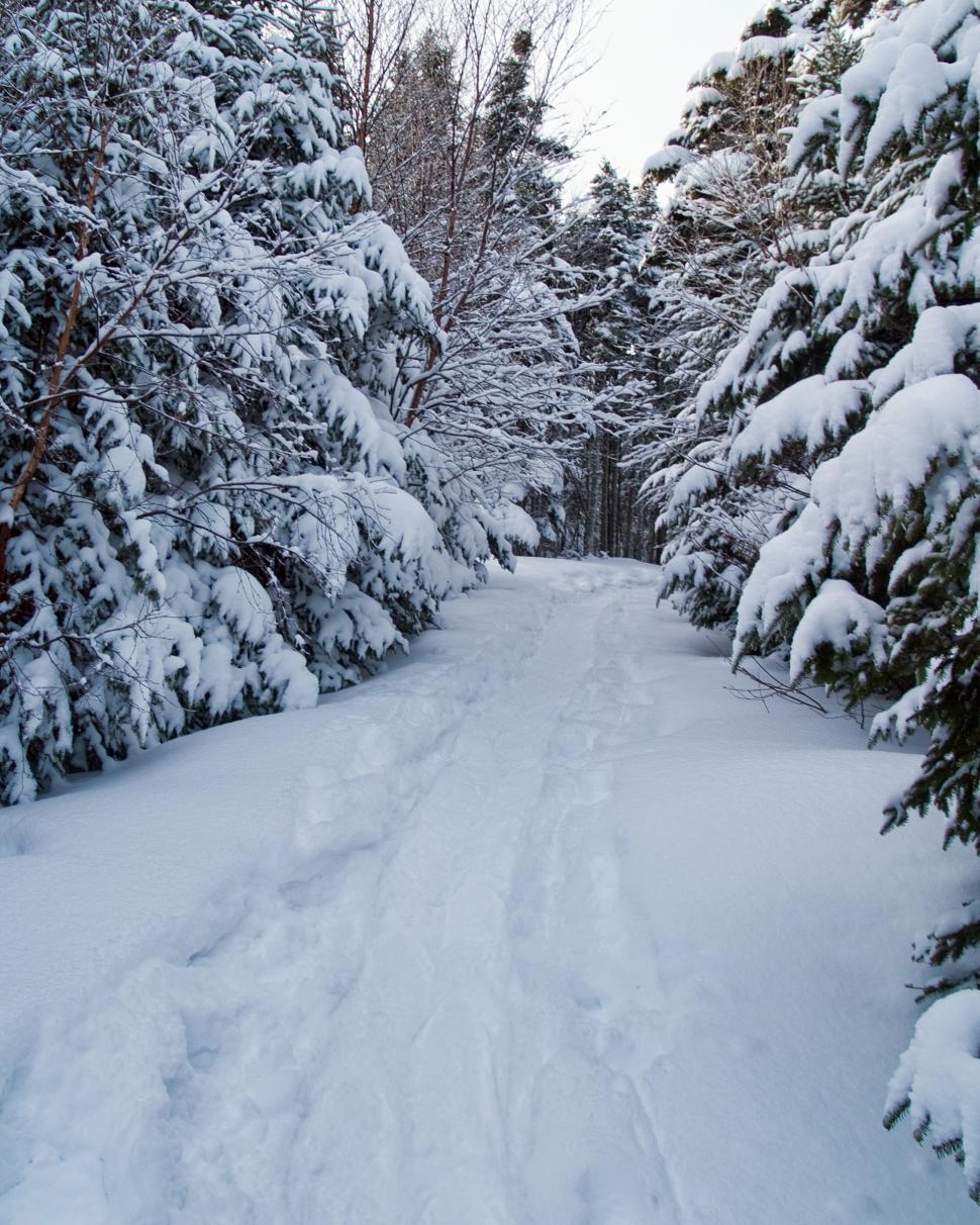 Free Image of Winter 