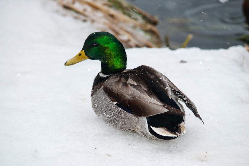 Free Image of Duck 
