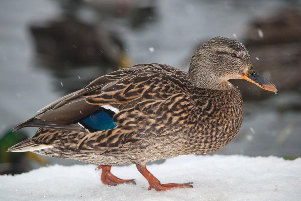 Free Image of Duck 