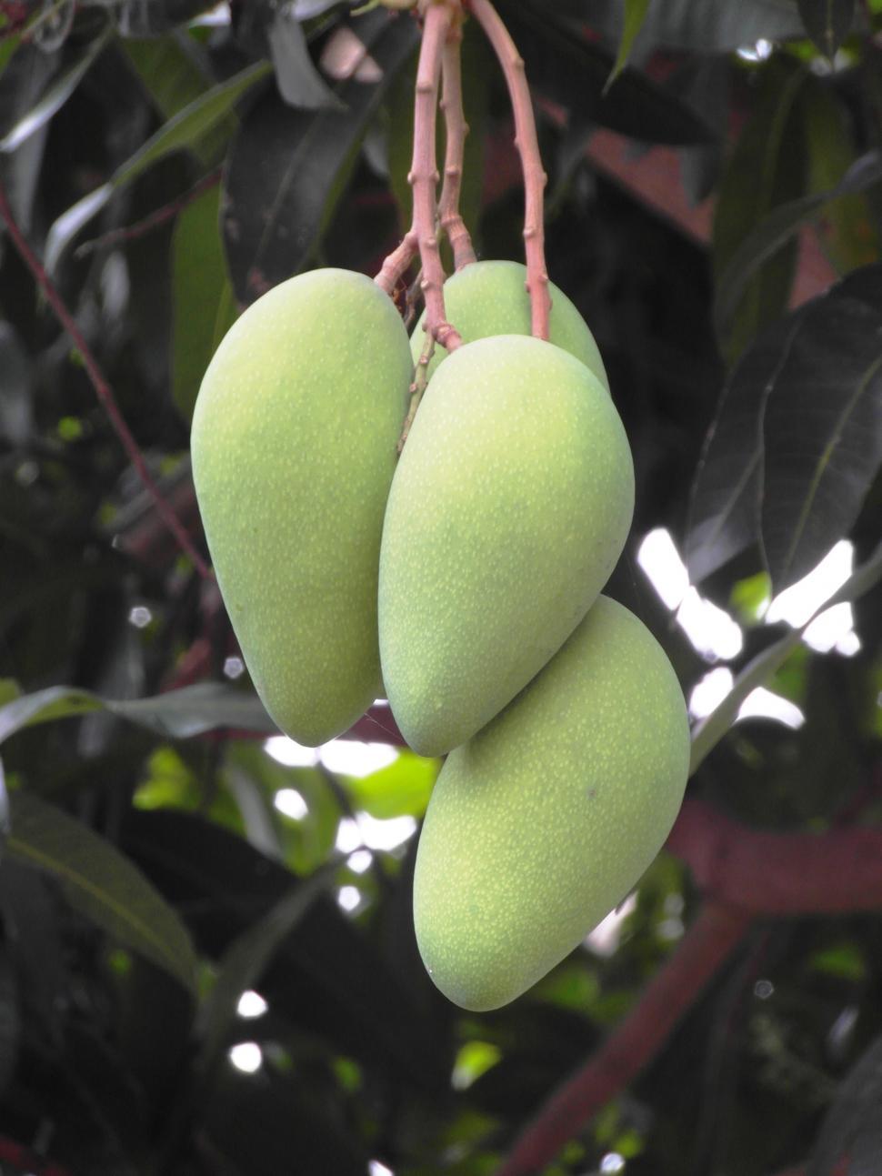 Free Image of Bunch of Mangoes Growing 