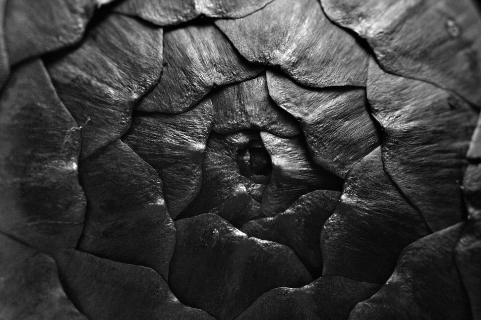 Free Image of Artichoke texture 