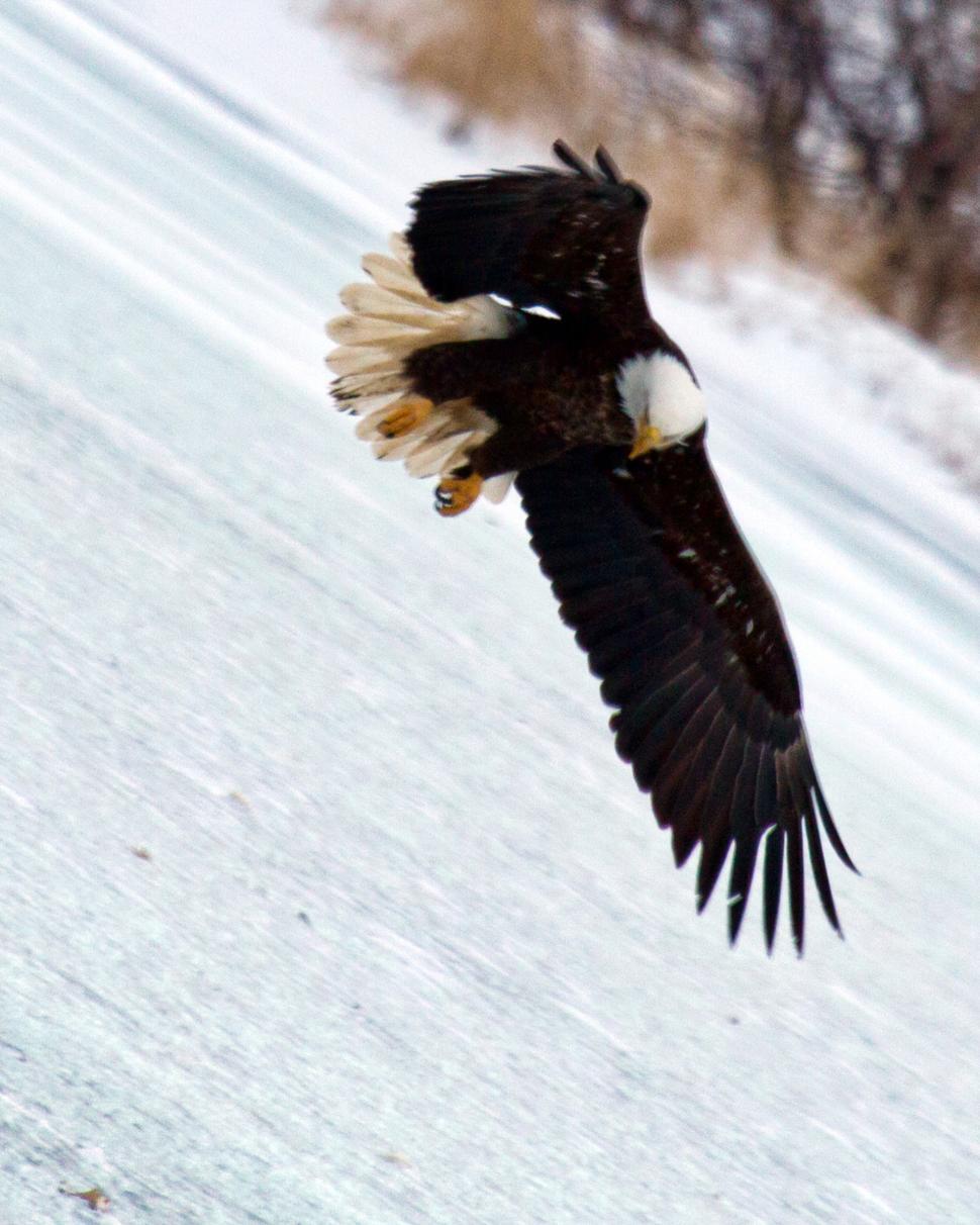 Free Image of Bald Eagle 