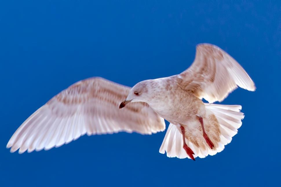 Free Image of Bird 