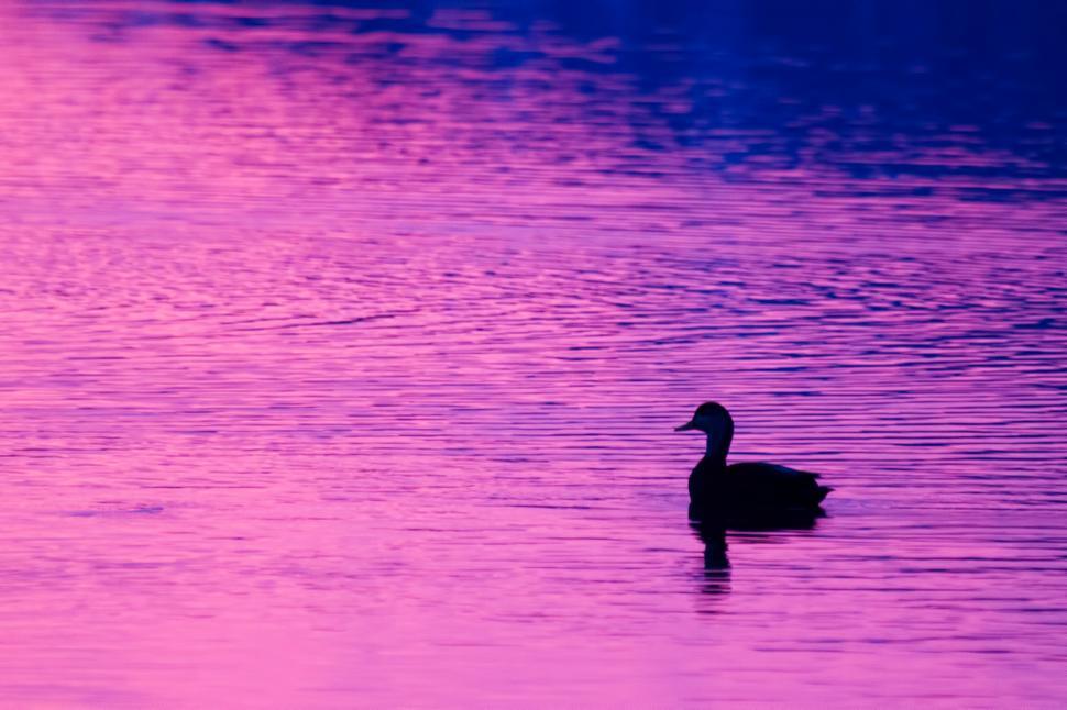 Free Image of Duck 