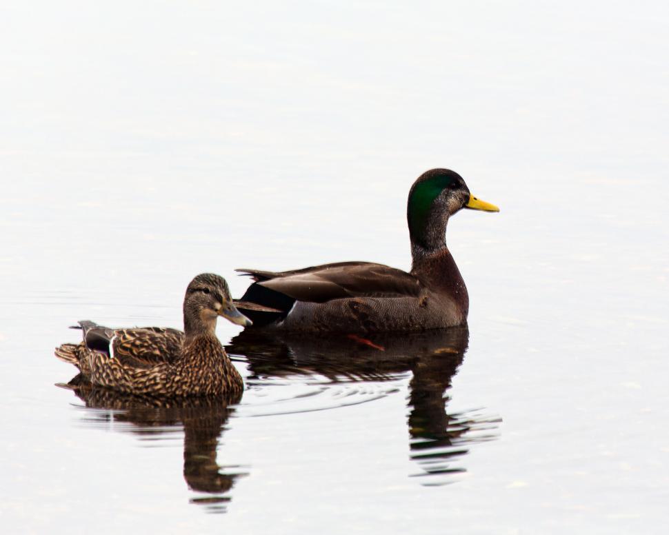 Free Image of Ducks 