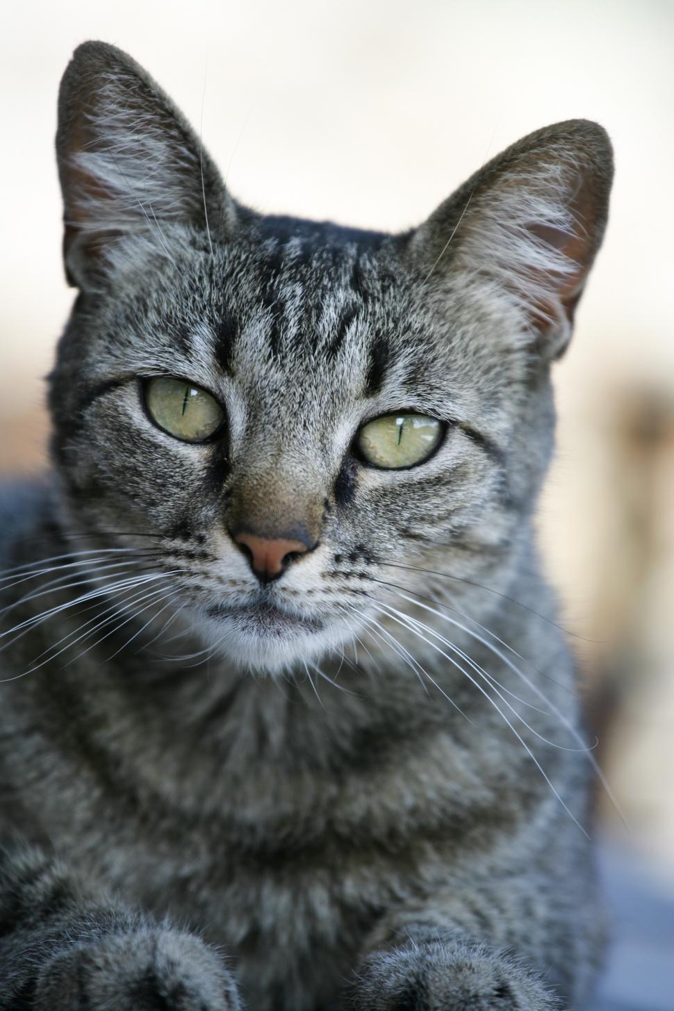 Free Image of Cat Portrait 