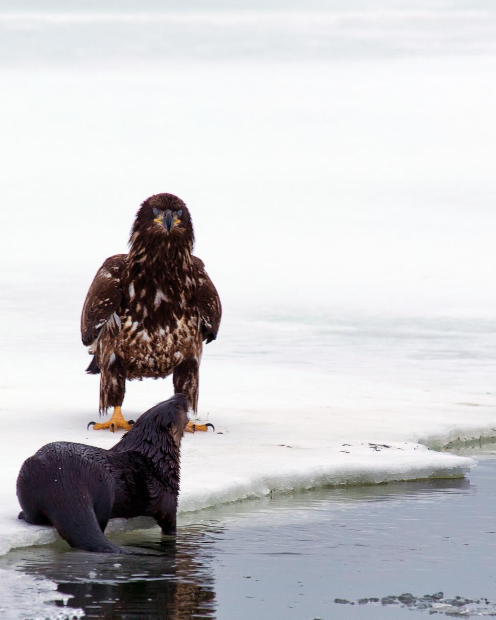 Free Image of Bald Eagle and Otter 