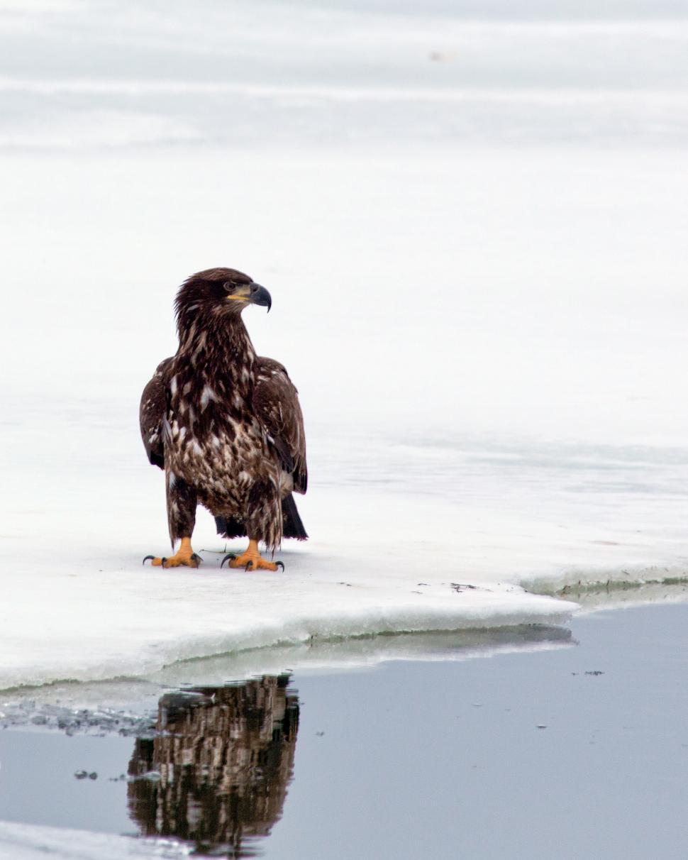 Free Image of Bald Eagle 