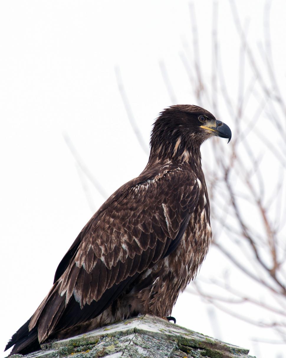 Free Image of Bald Eagle 