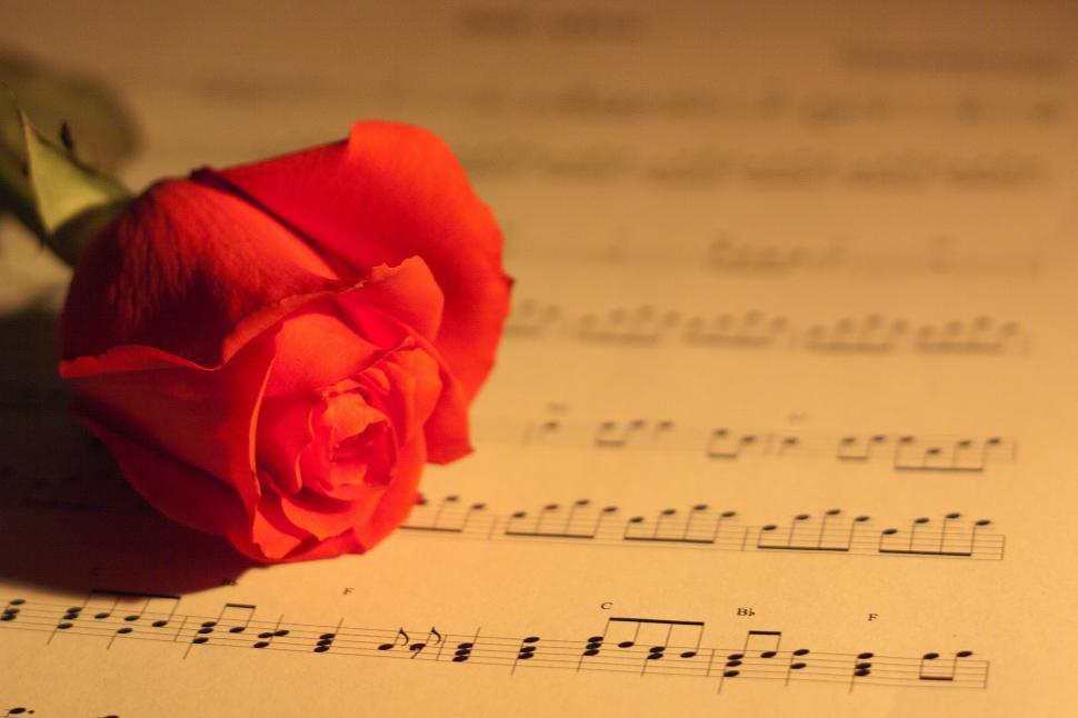 Free Image of Rose and Music 