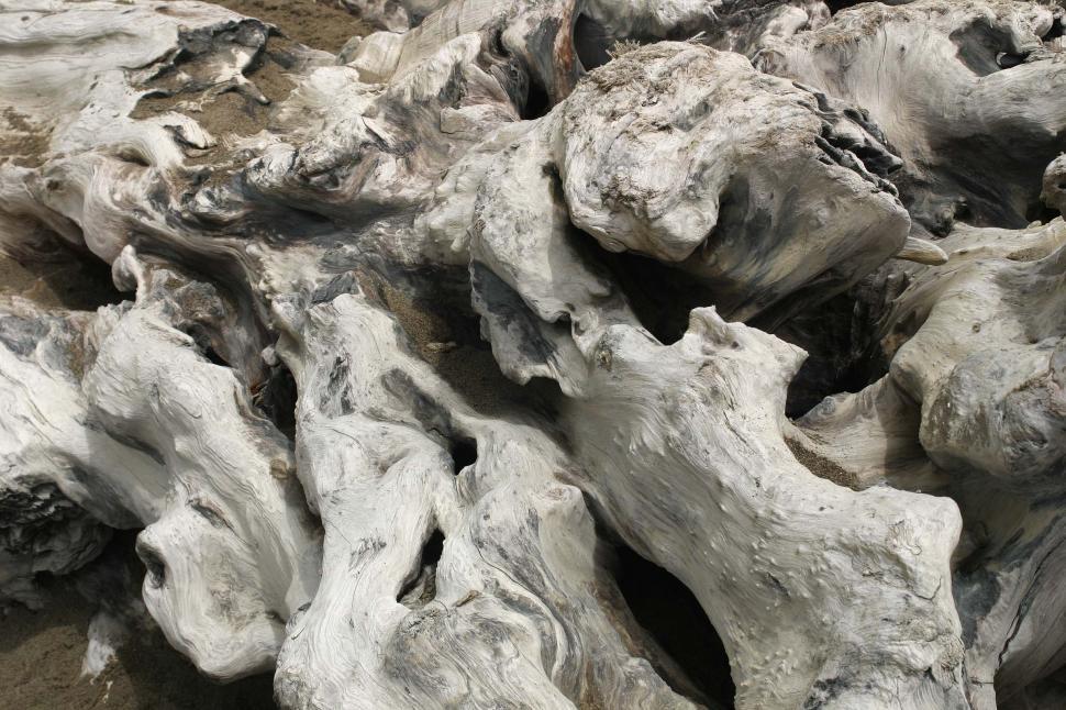 Free Image of Decaying Tree Stump in Black and White 