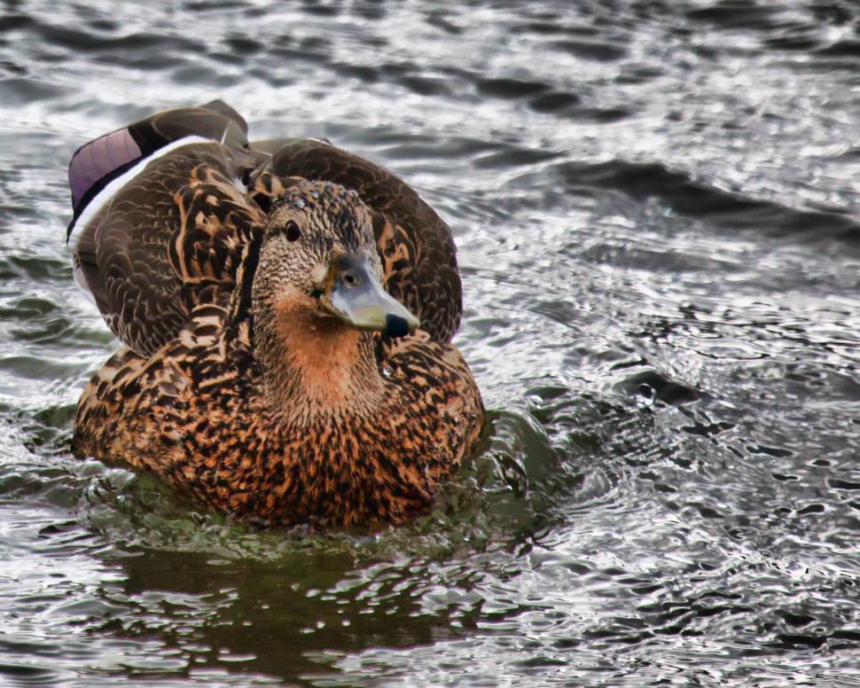 Free Image of Duck 