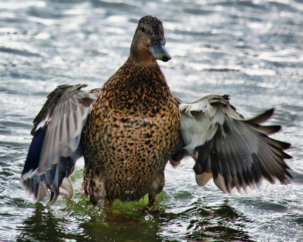 Free Image of Duck 