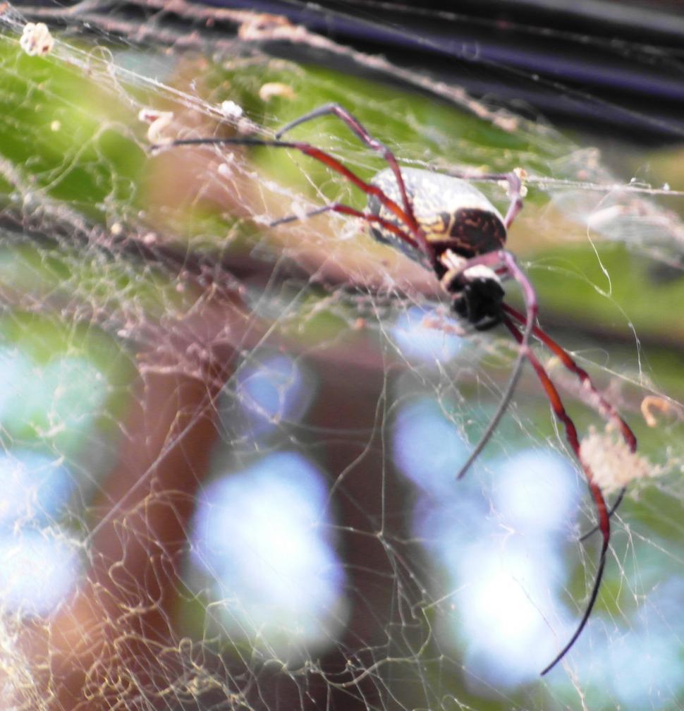 Free Image of Scary Spider 