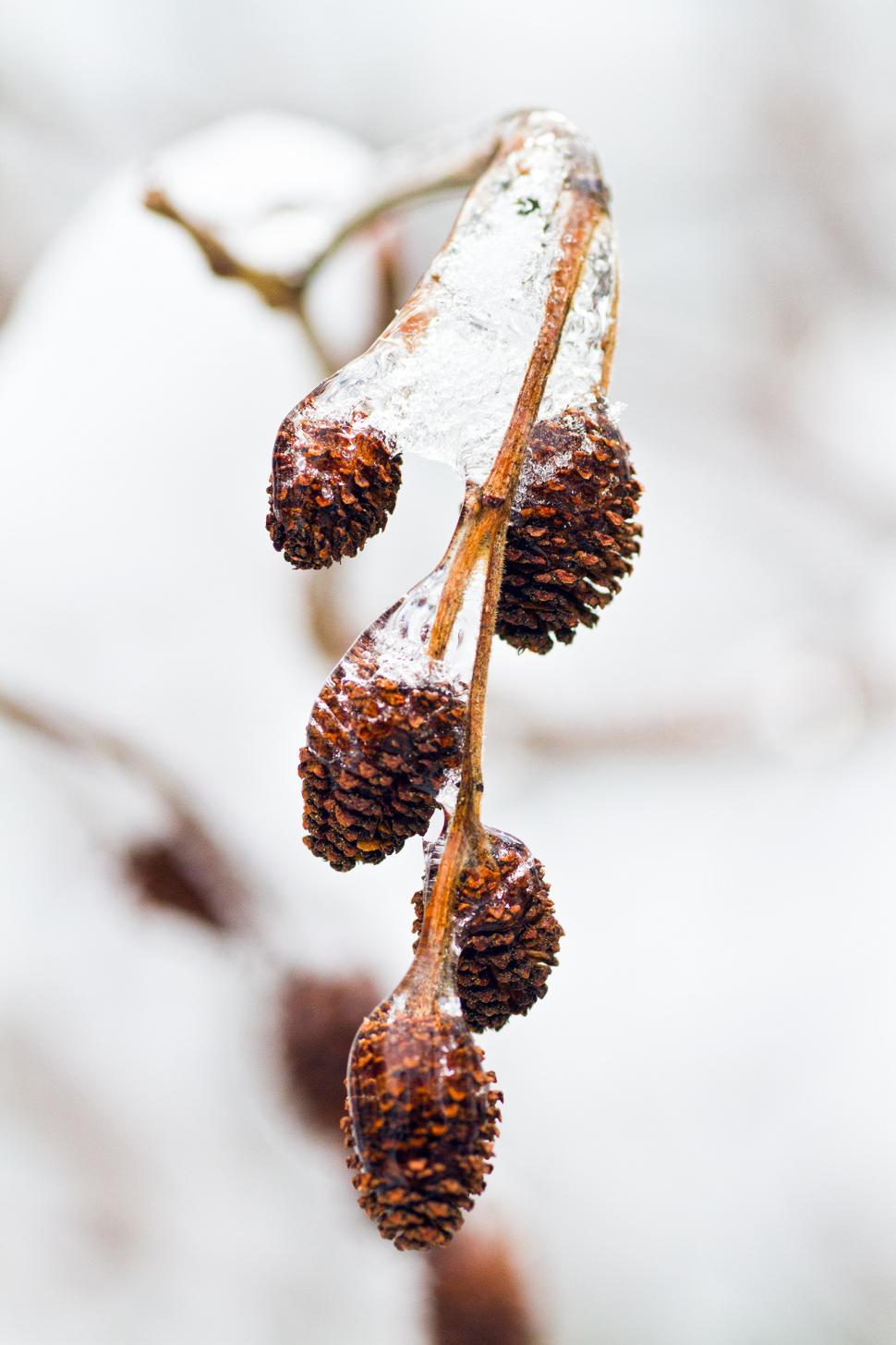 Free Image of Alder  