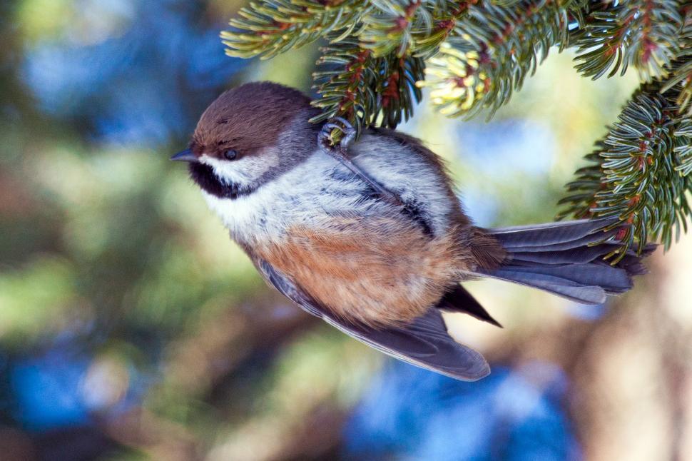 Free Image of Boreal Chickadee 