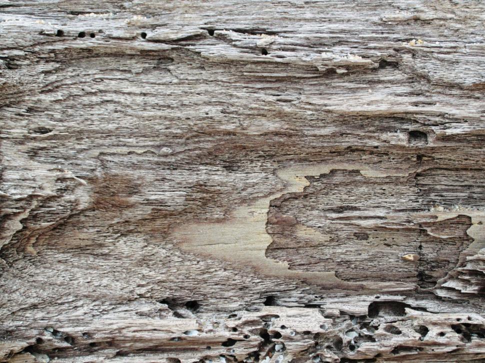 Free Image of Driftwood Background 