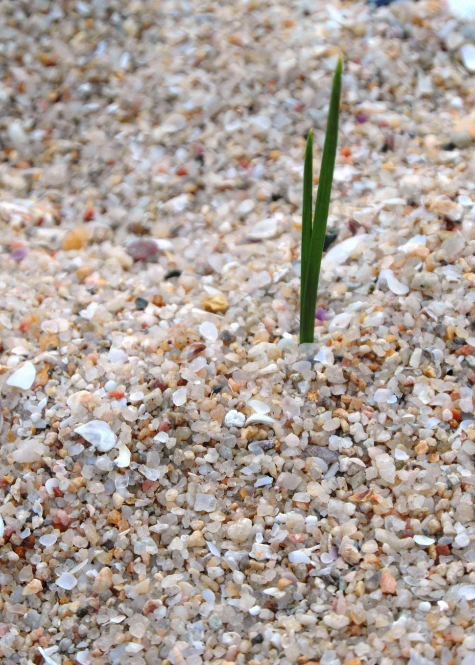 Free Image of Isolated Blades of Grass 