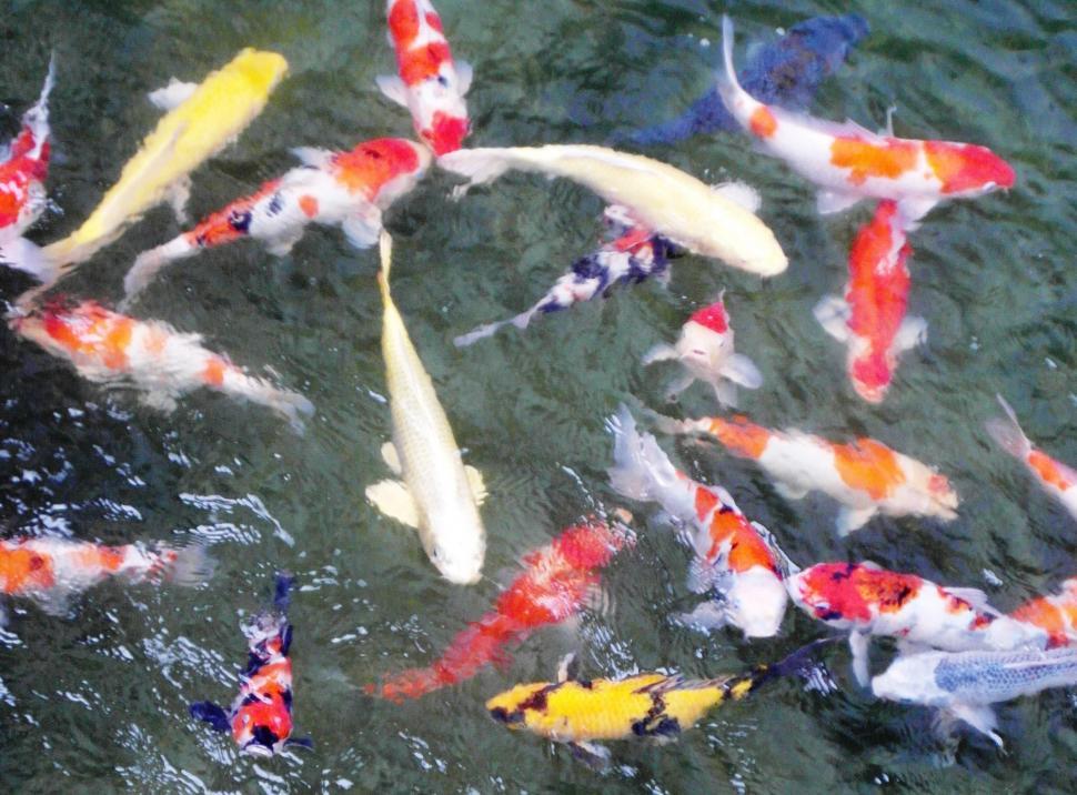 Free Image of Colorful Carp 