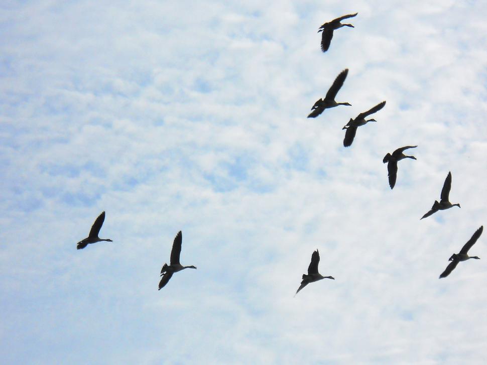 Free Image of Canada geese in flight 