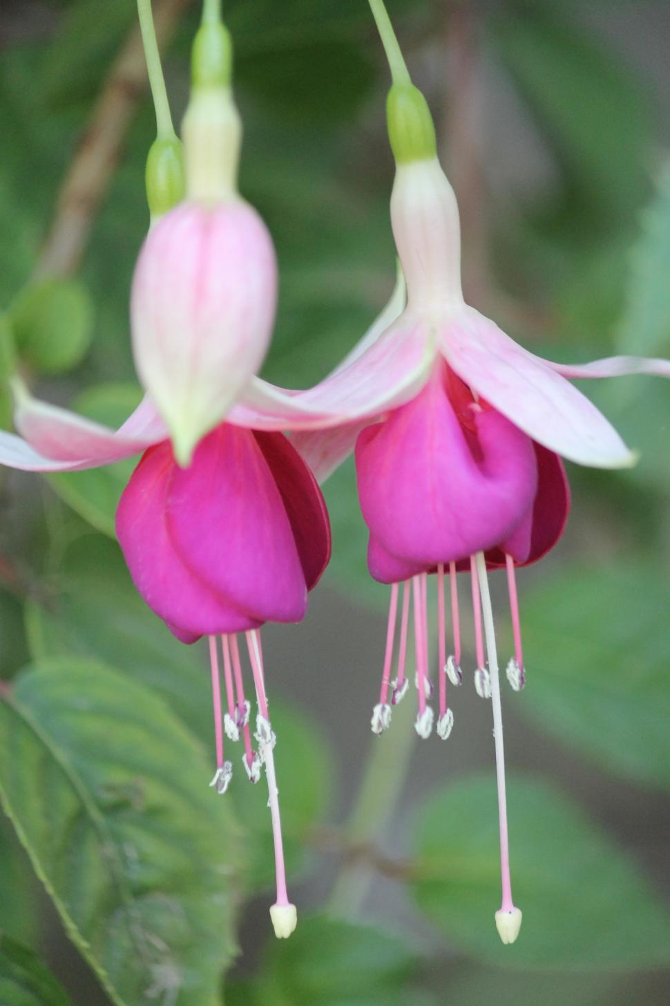 Free Image of Pretty in pink 