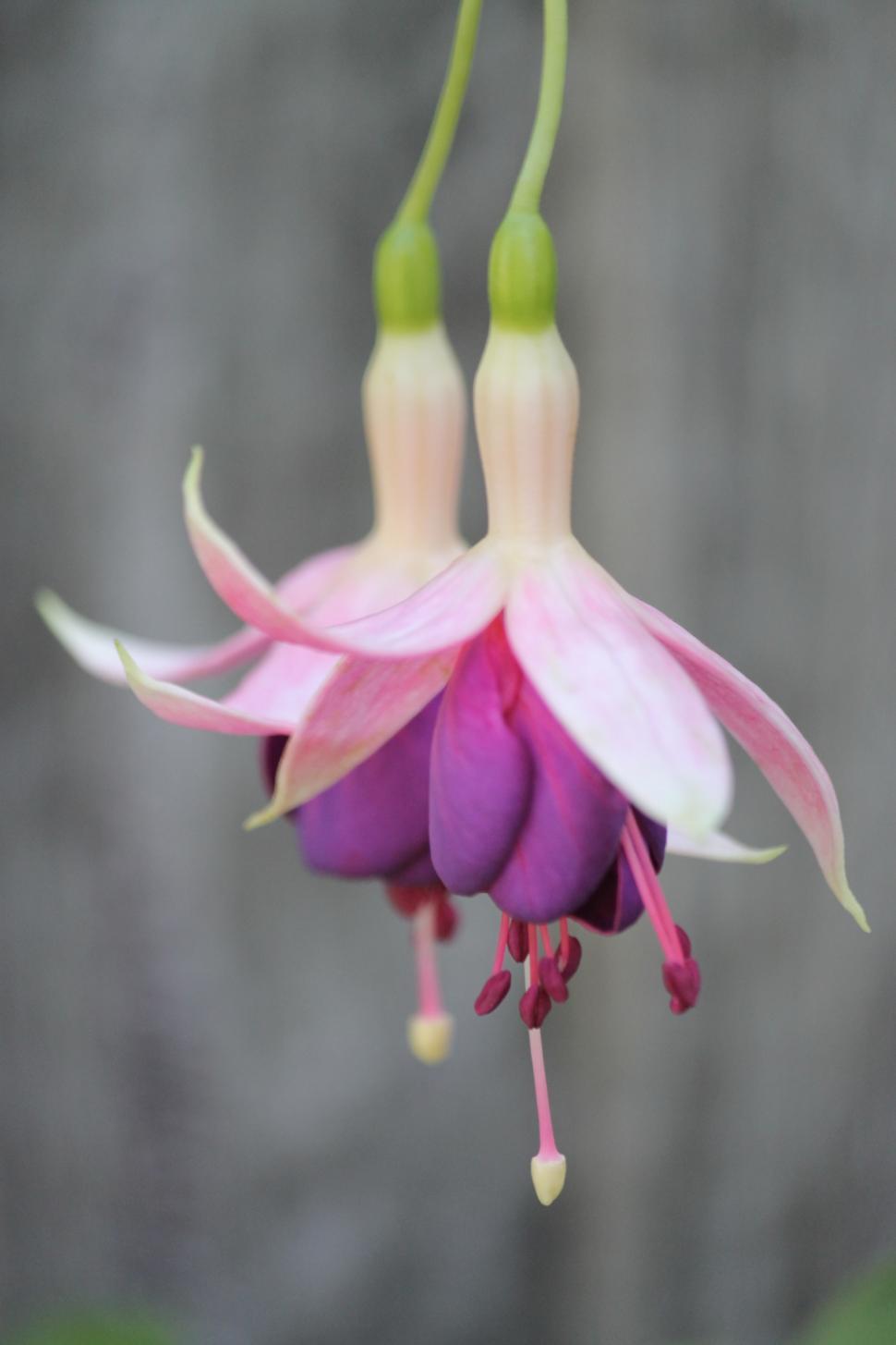 Free Image of Two fuchsias 