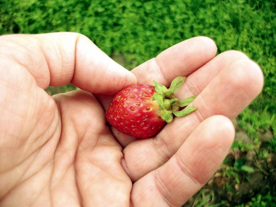 Free Image of Fresh and organic 
