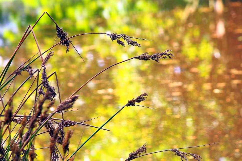 Free Image of Golden pond 