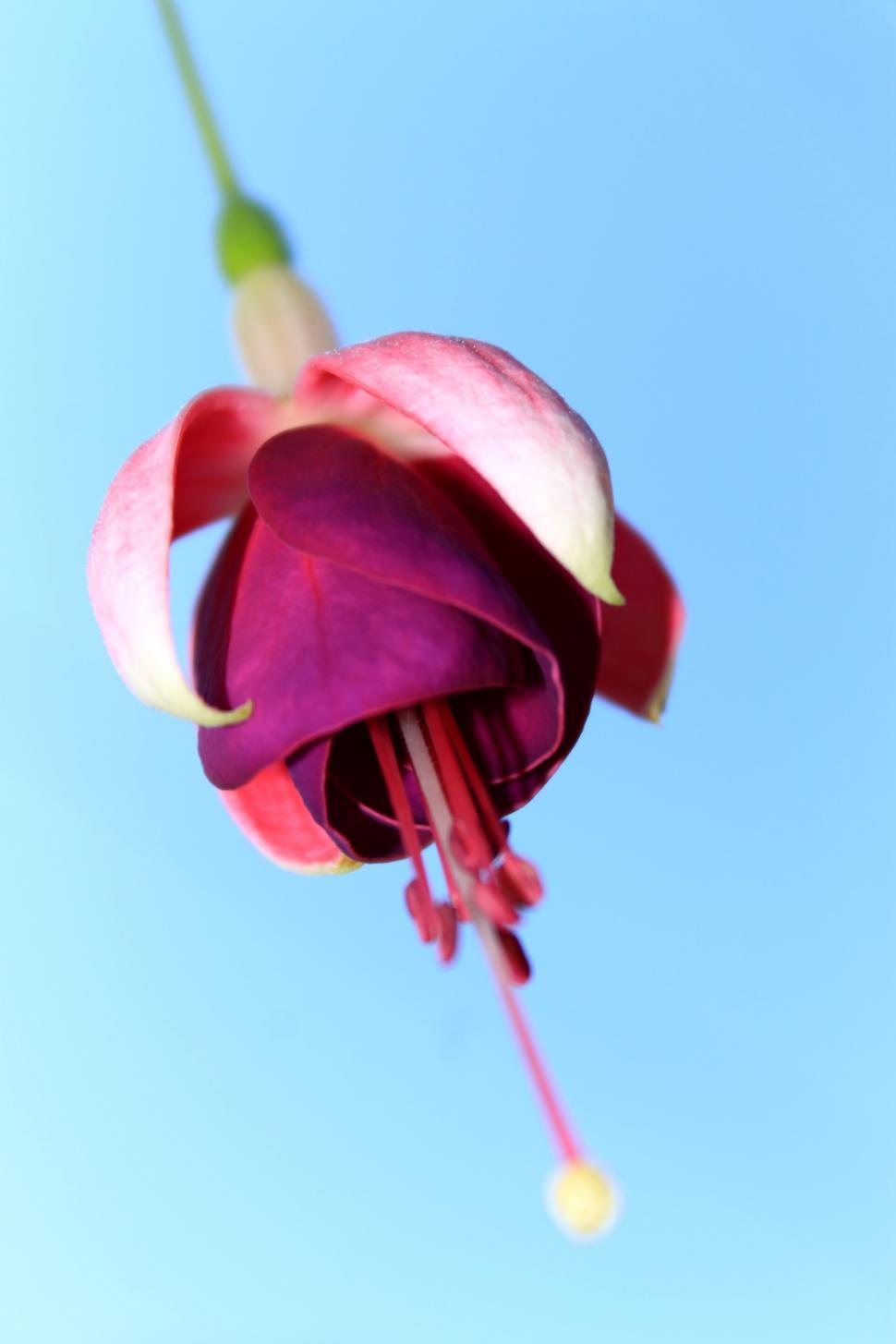 Free Image of Pink fuchsia 