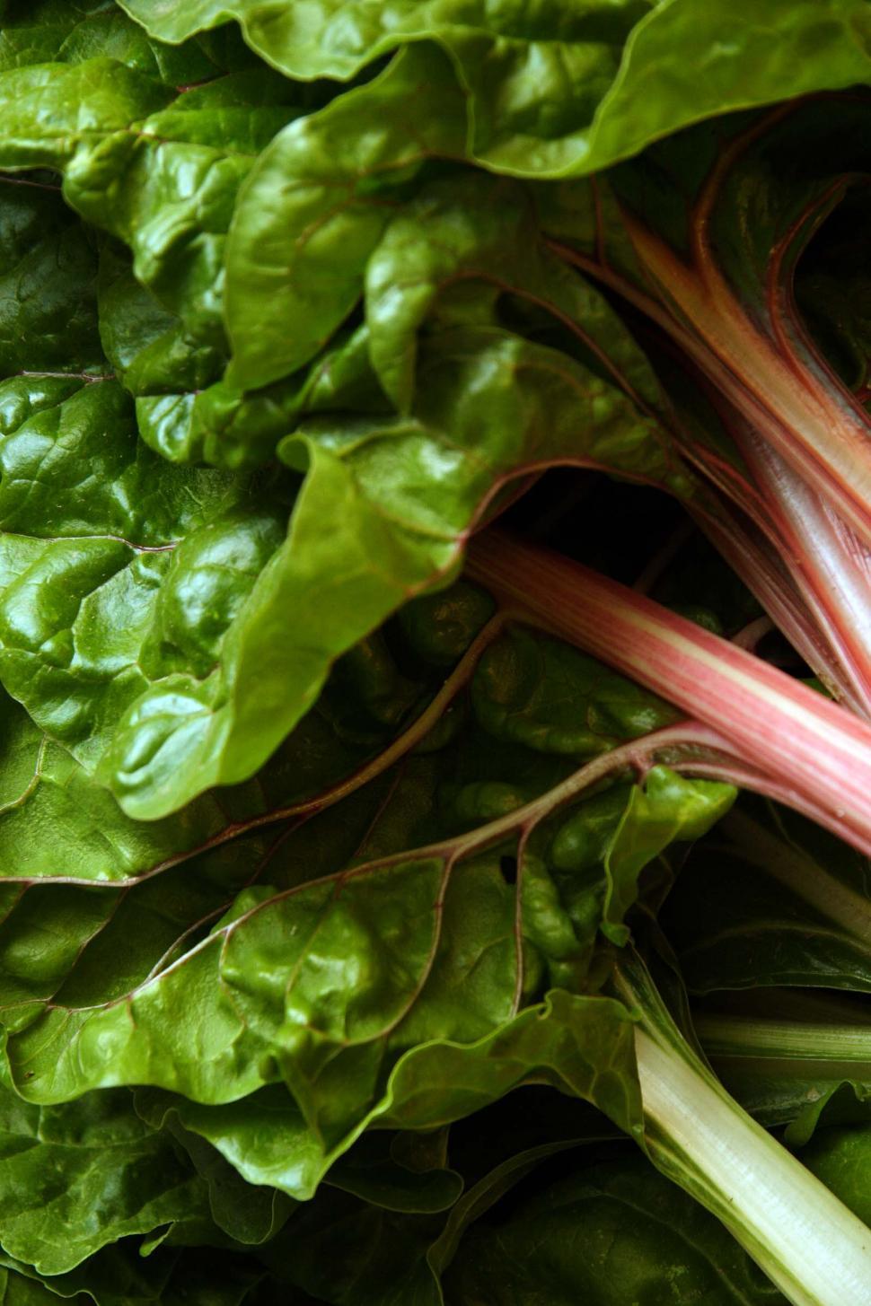 Free Image of Fresh Cut Healthy Swiss Chard 