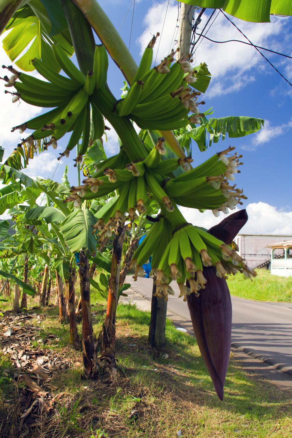 Free Image of St. Lucia 