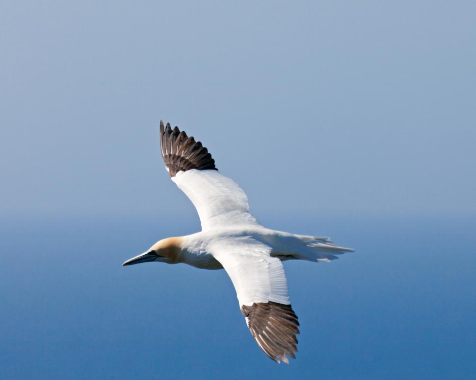 Free Image of Gannet 