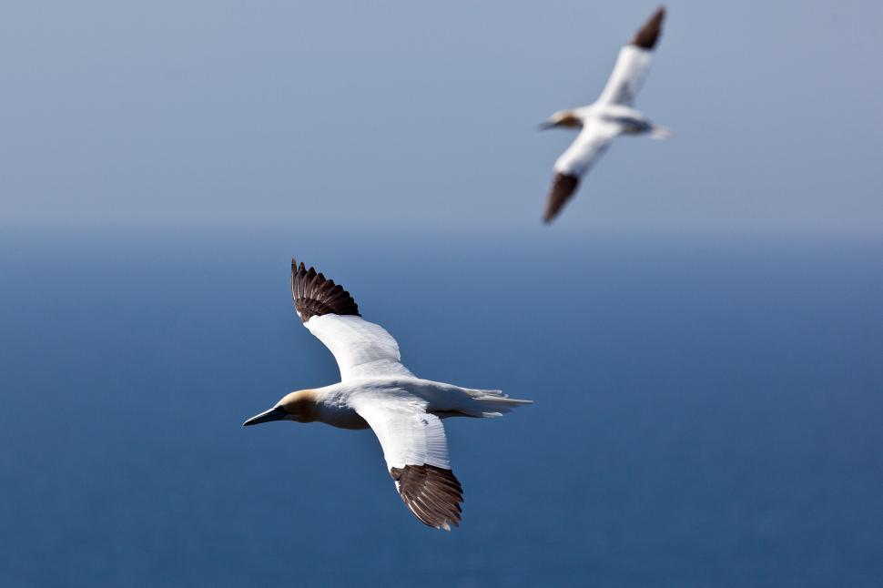 Free Image of Gannet 