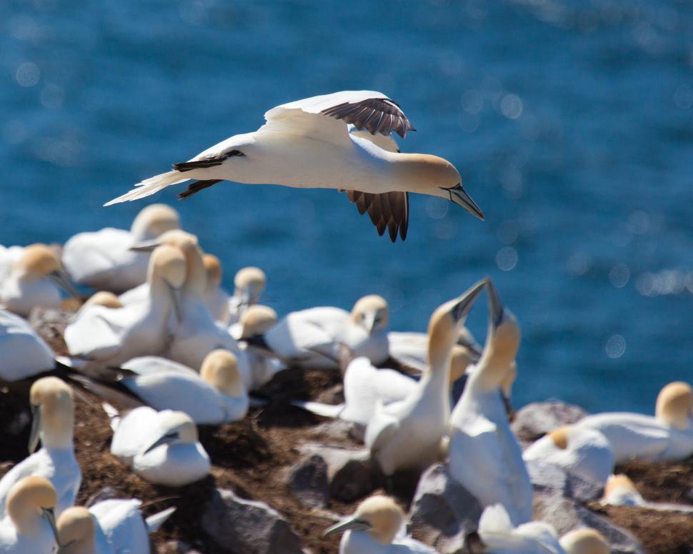 Free Image of Gannet 