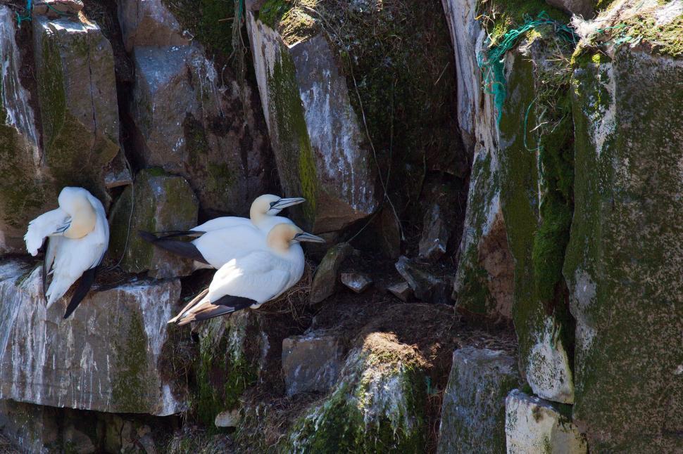 Free Image of Gannet 