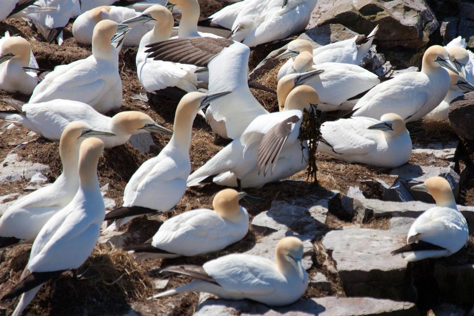 Free Image of Gannet 