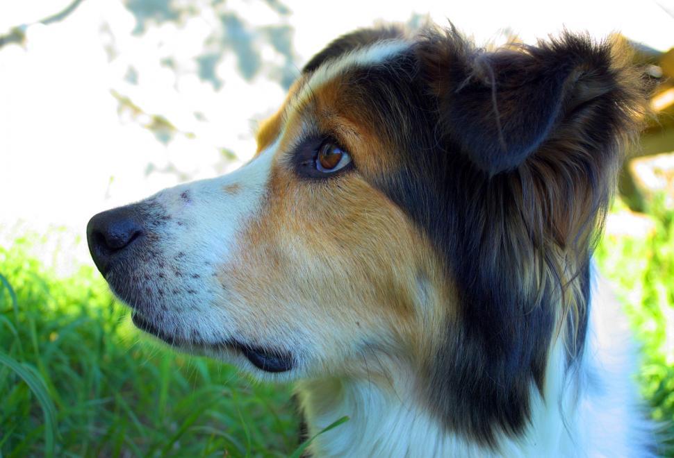 Free Image of Border Collie 