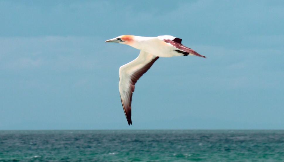 Free Image of Australian Gannet 