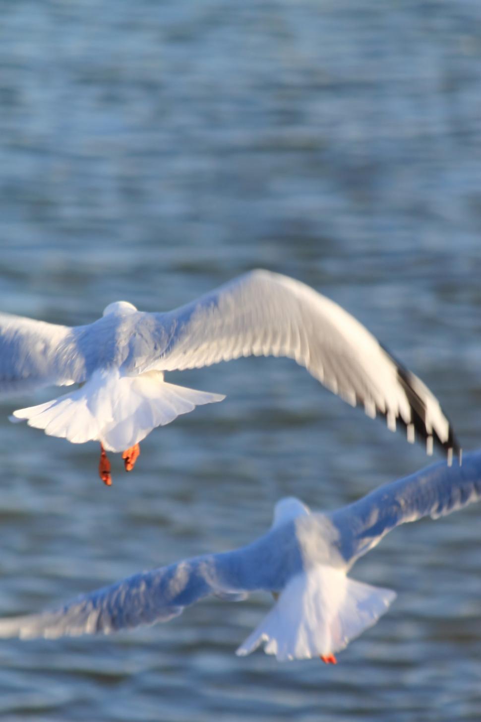 Free Image of Australian Silver gulls 