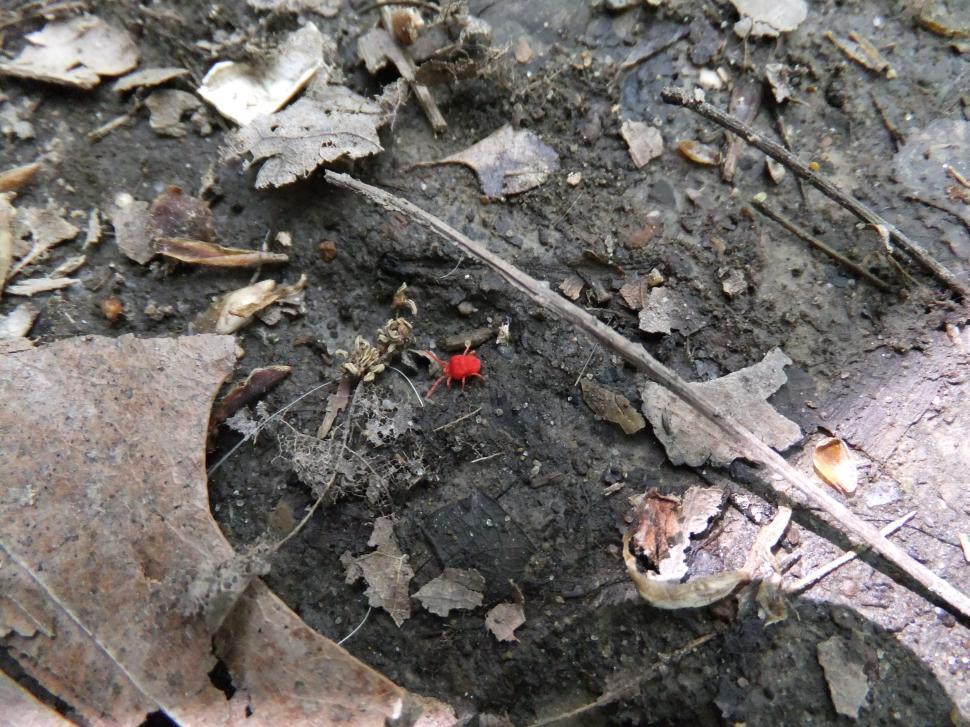 Free Image of Tiny Traveler 