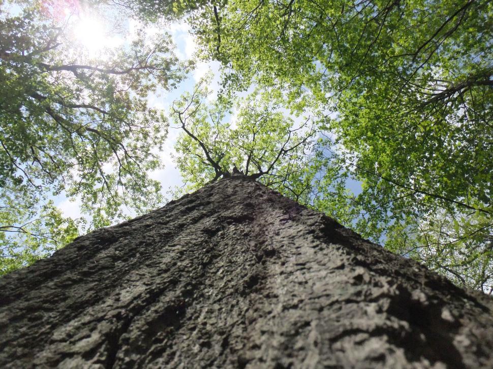 Free Image of Reaching Towards the Heavens 