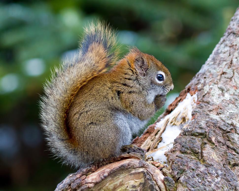 Free Image of Squirrel 