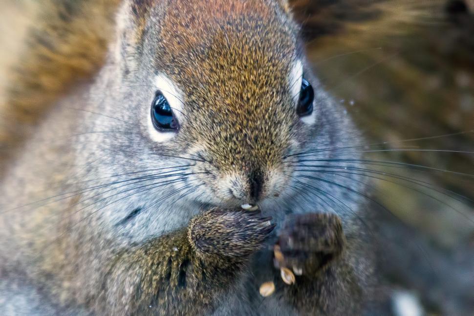 Free Image of Squirrel 